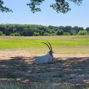 Safari Wild Animal Park - Oryx resting under shade