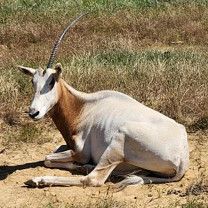 Safari Wild Animal Park - Scimitar Oryx