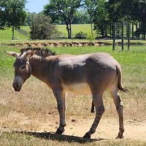Safari Wild Animal Park - Somalian Wild Ass (pure?)