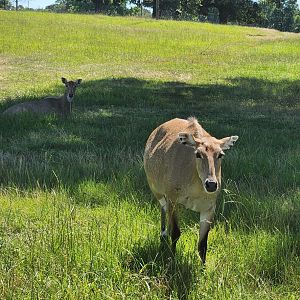 Safari Wild Animal Park - Nilgai