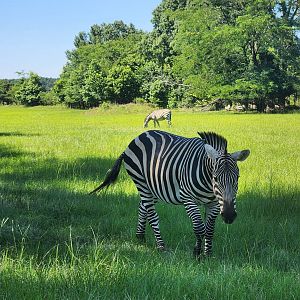 Safari Wild Animal Park - Grant's Zebra