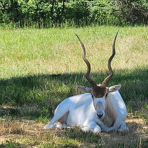 Safari Wild Animal Park - Addax