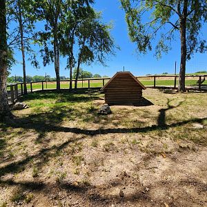 Safari Wild Animal Park - Aldabra Giant Tortoise yard
