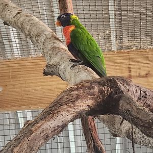 Safari Wild Animal Park - Rainbow Lorikeet