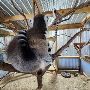 Safari Wild Animal Park - Lemur enclosure