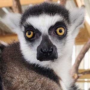 Safari Wild Animal Park - Ringtail Lemur