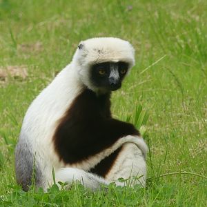 Coquerel's Sifaka - Chester Zoo - 21.06.24