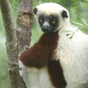 Coquerel's Sifaka - Chester Zoo - 21.06.24