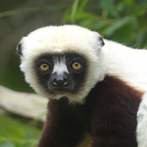 Coquerel's Sifaka - Chester Zoo - 21.06.24