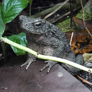 Asian giant toad