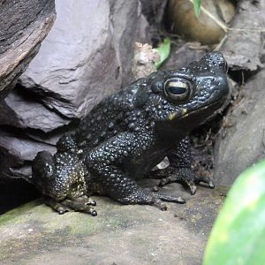Asian giant toad