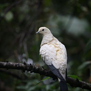 Pied Imperial Pigeon (Ducula bicolor)
