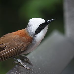 White-crested Laughingthrush (Garrulax leucolophus)