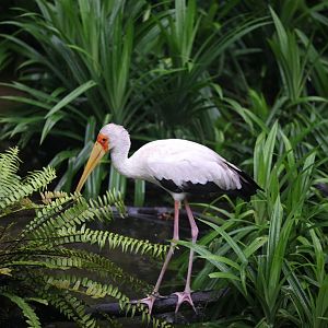 Yellow-billed Stork (Mycteria ibis)