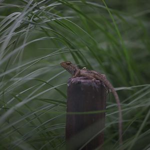 Changeable Lizard (Calotes versicolor)