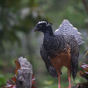 Bare-faced Curassow (Crax fasciolata)