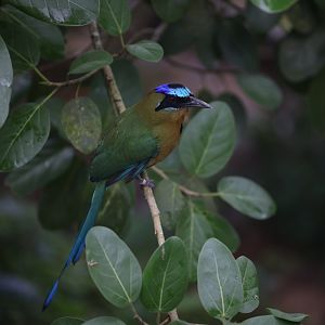 Amazonian Motmot (Momotus momota)