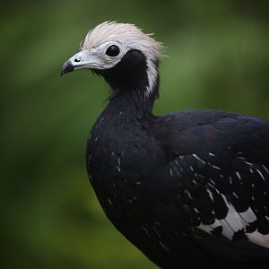 Blue-throated Piping Guan (Pipile cumanensis)