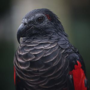 Pesquet's Parrot (Psittrichas fulgidus)