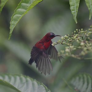 Crimson Sunbird (Aethopyga siparaja)