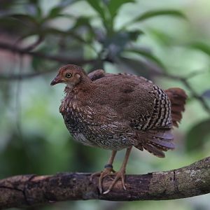 Sri Lankan Junglefowl (Gallus lafayettii)