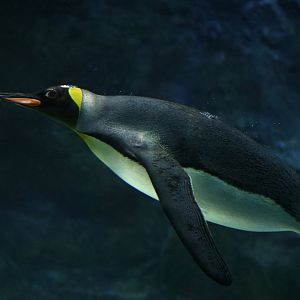 King Penguin (Aptenodytes patagonicus)
