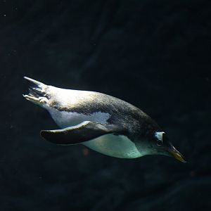 Gentoo Penguin (Pygoscelis papua)
