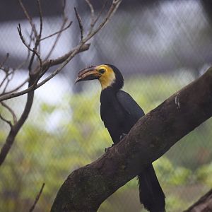 Sulawesi Hornbill (Rhabdotorrhinus exarhatus)