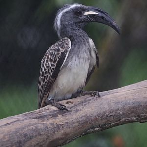 African Grey Hornbill (Lophoceros nasutus)
