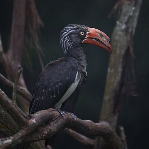Crowned Hornbill (Lophoceros alboterminatus)