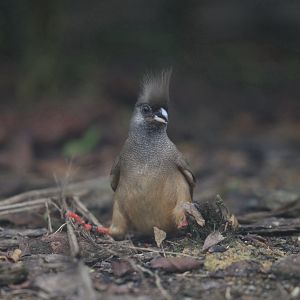 Speckled Mousebird (Colius striatus)
