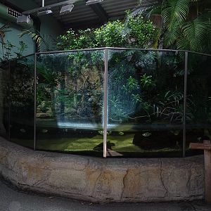 Urwaldhaus: mangrove paludarium