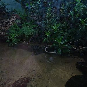 Urwaldhaus: mangrove paludarium