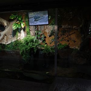 Urwaldhaus: Anaconda / arowana paludarium