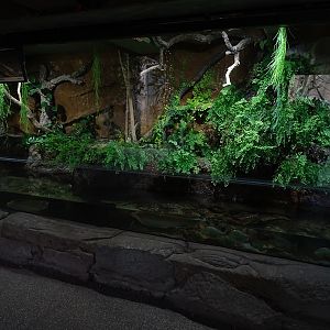 Urwaldhaus: Anaconda / arowana paludarium