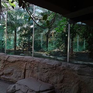 Urwaldhaus: Dwarf crocodile enclosure