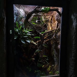 Urwaldhaus : Green tree python terrarium