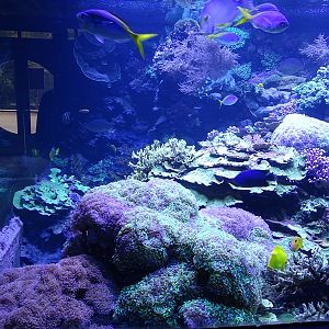 Urwaldhaus : Coral reef aquarium