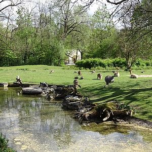 South America paddock