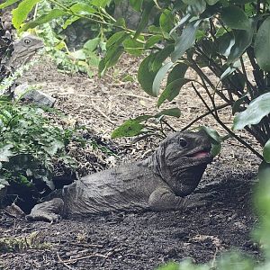 Tuatara