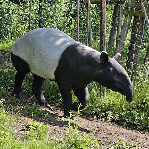Tapir