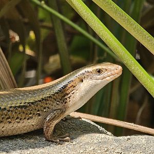 Free roaming in Monsoon Forrest