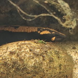 Laos Warty Newt at London, 22nd June 2024