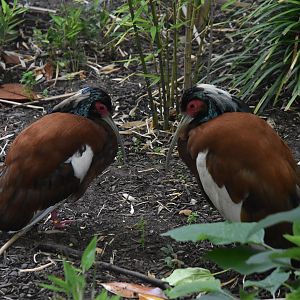Madagascar Crested Ibis at London, 22nd June 2024