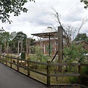 Giraffe Paddock at London, 22nd June 2024