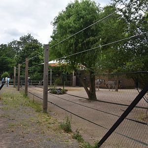 Chapman's Zebra Paddock at London, 22nd June 2024