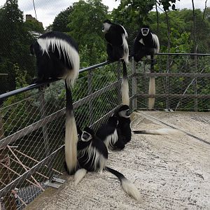 Monkey Valley (Snowdon Aviary) at London, 22nd June 2024