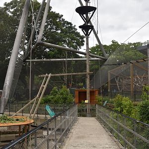 Monkey Valley (Snowdon Aviary) at London, 22nd June 2024