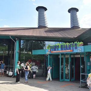 Tiny Giants at London, 22nd June 2024