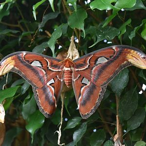 Giant Atlas Moth at London, 22nd June 2024